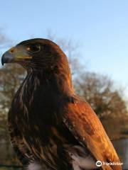 Herne Falconry