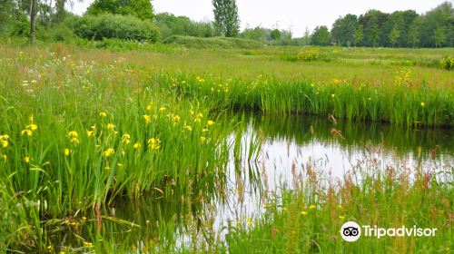 Goudse Hout