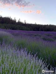 The English Lavender Farm