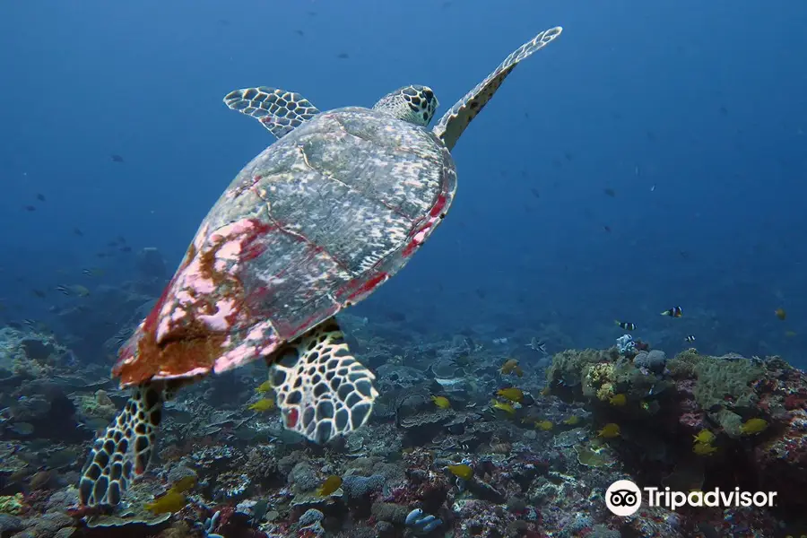 Mola Mola Dive Lembongan