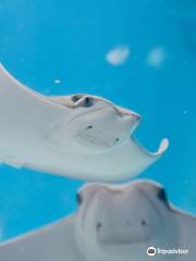 Blue Zoo Aquarium Oklahoma City