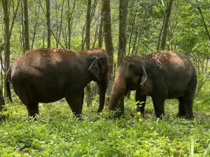 The Elephant Freedom Project