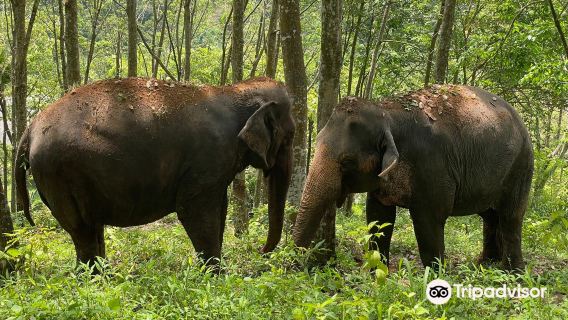 The Elephant Freedom Project