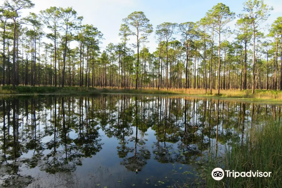 Ochlockonee River State Park