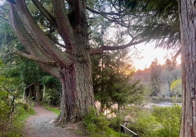 Birnam Oak