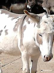 The Donkey Sanctuary Leeds