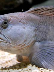 Lake District Coast Aquarium