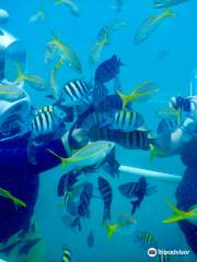 Sea Trek St. Maarten