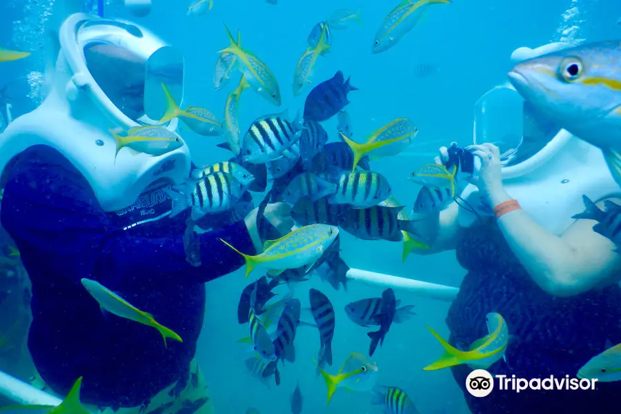 Sea Trek St. Maarten