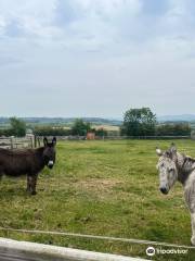 Donegal Donkey Sanctuary