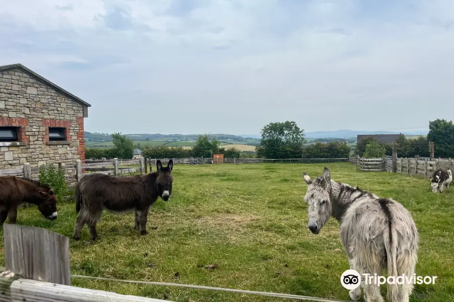 Donegal Donkey Sanctuary