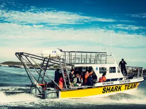 White Shark Projects