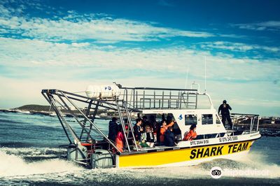 White Shark Projects