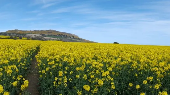 Bray Head Cliff Walk