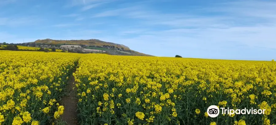 Bray Head Cliff Walk