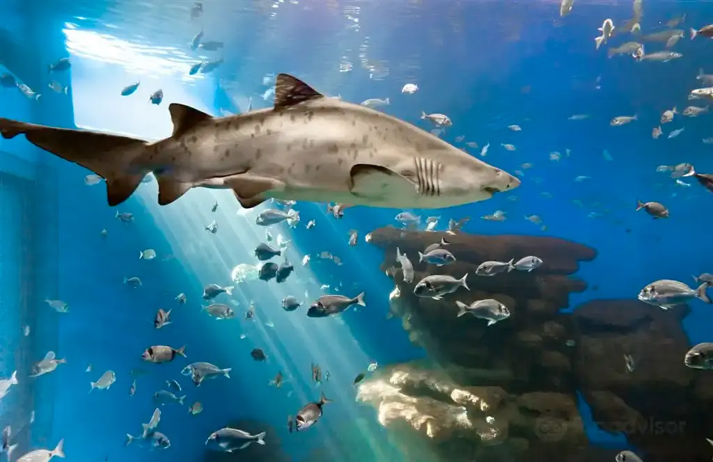 Hotels near Palma Aquarium