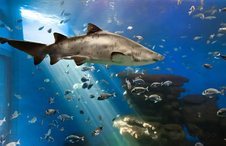 Hotels near Palma Aquarium