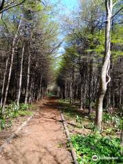 Teuri Island Footpath