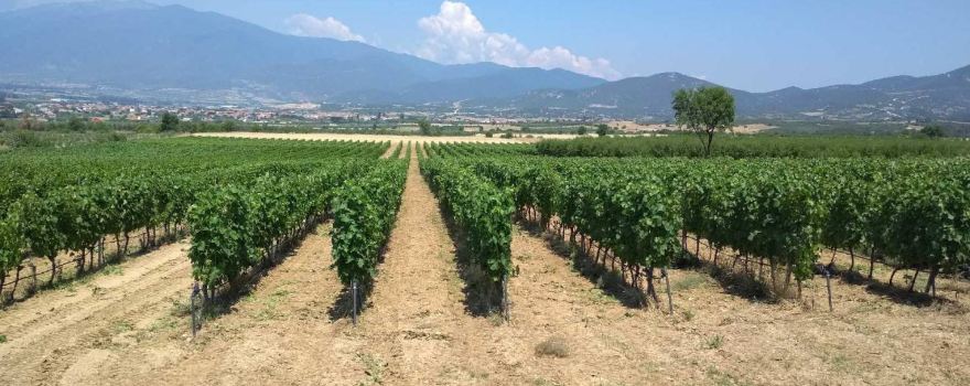 Melidou Winery
