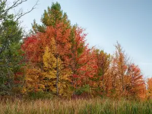 Otter Creek Preserve