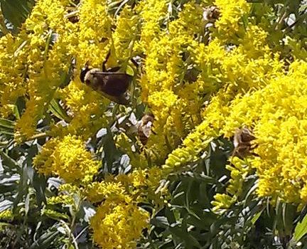 Springfield Bog Metro Park