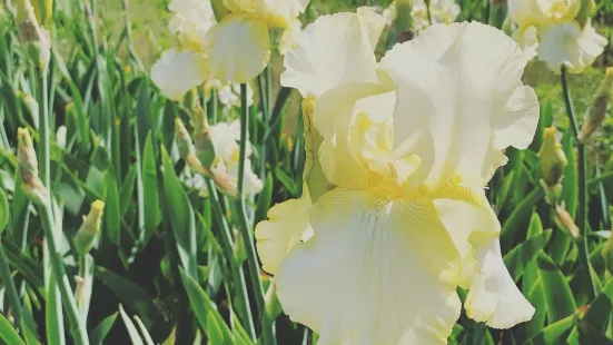 Iris Farms