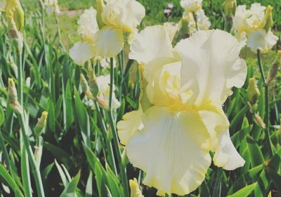 Iris Farms