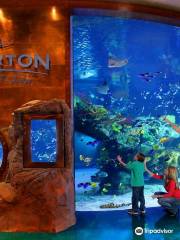 The Aquarium at Silverton Casino