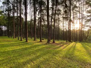 Bo Kaeo Pine Tree Garden