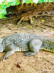 Katchikally Crocodile Pool