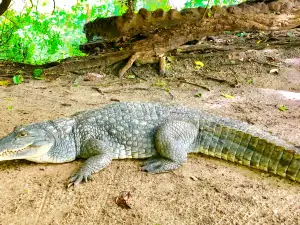 Katchikally Crocodile Pool