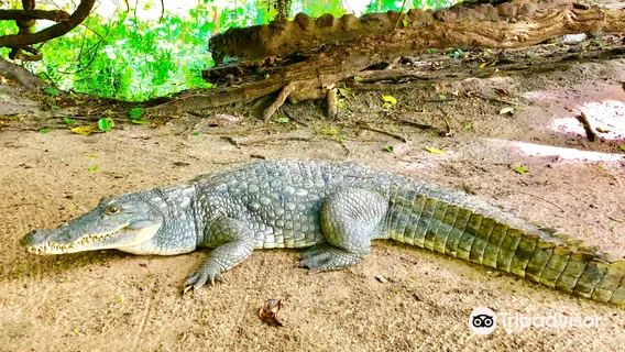 Качайколли Крокодил Пул