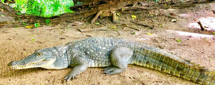 Kachikally Crocodile Pool