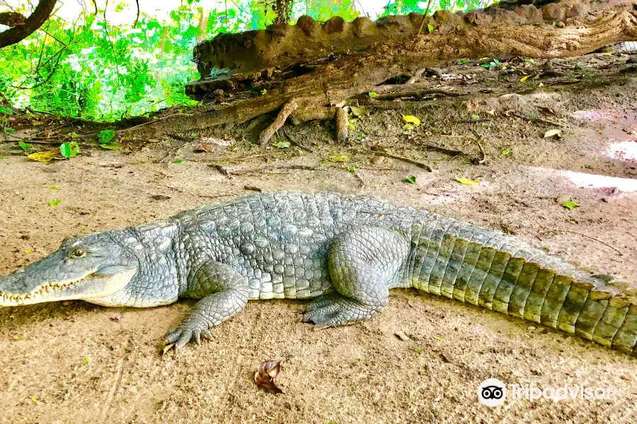 Katchikally Crocodile Pool