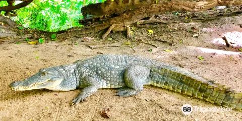 Katchikally Crocodile Pool