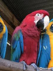 Parrots in Paradise Sanctuary