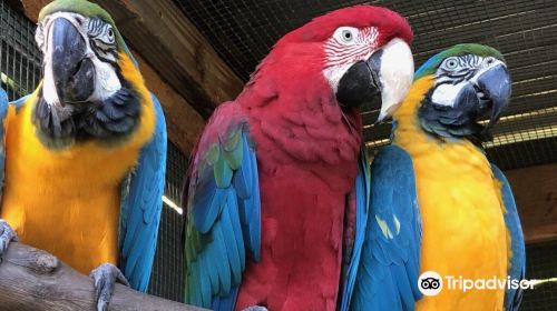 Parrots in Paradise Sanctuary