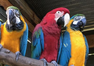 Parrots in Paradise Sanctuary