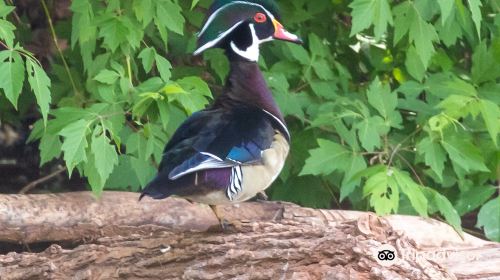 Birding Northern Arizona