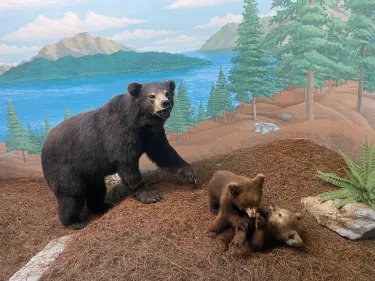 Mammoth Cave Wildlife Museum