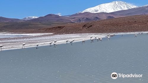 Laguna Brava