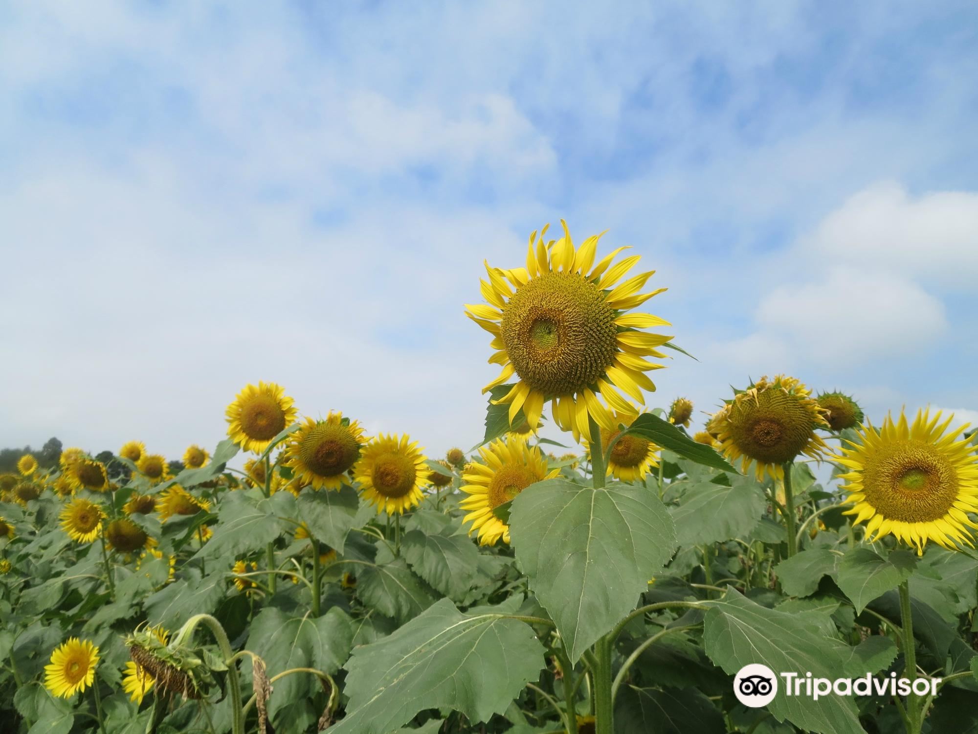 千葉 成田ゆめ牧場 入場Eチケット 予約（即日発券）