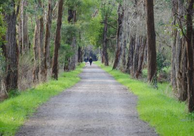 Lilydale to Warburton Rail Trail