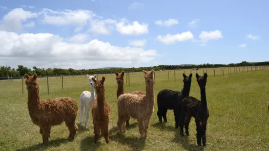 West Wight Alpacas & Llamas