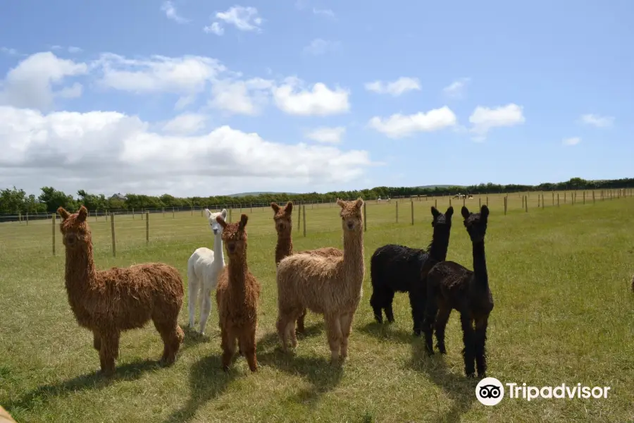 West Wight Alpacas & Llamas