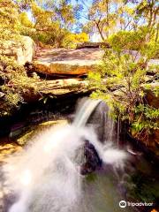 Ku-ring-gai Wildflower Garden