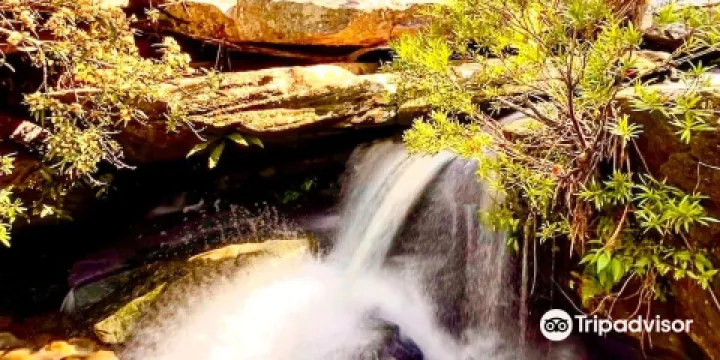 Ku-ring-gai Wildflower Garden