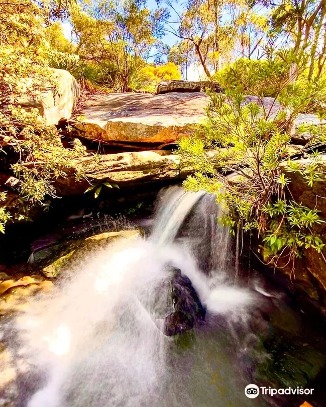 1_Ku-ring-gai Wildflower Garden