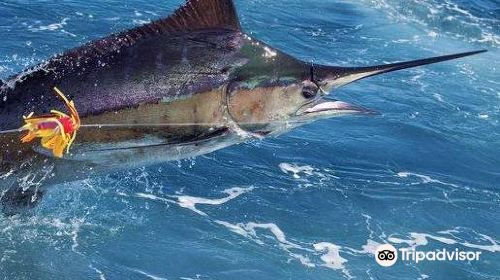 Hawaii Marlin Fishing