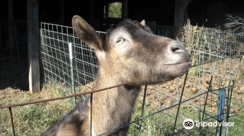 Open Gate Farm